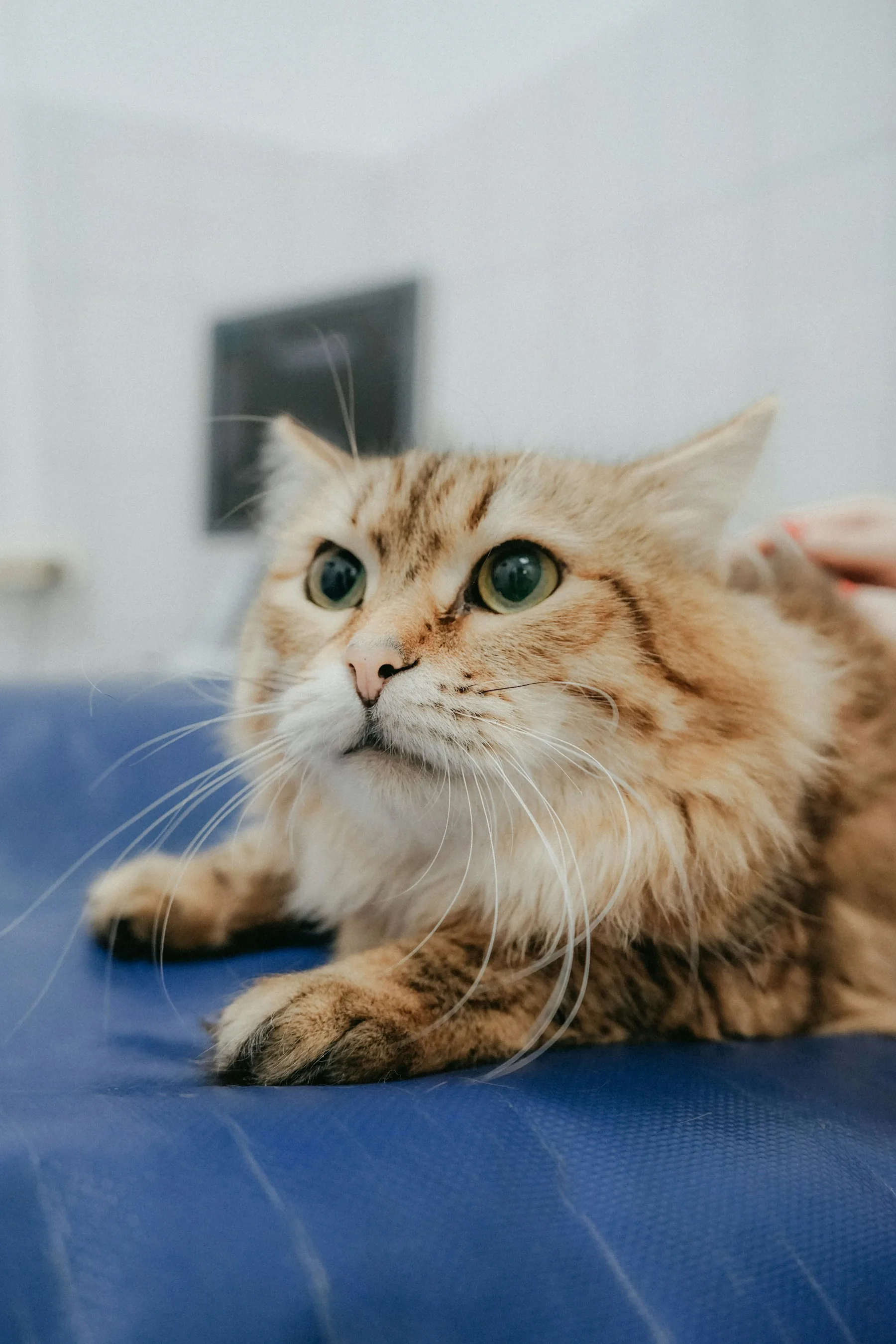 Yatakta kedi